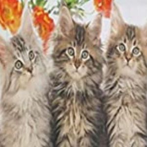 Meet your Posher, Betty